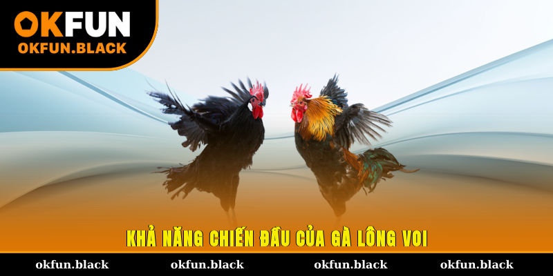 Khả năng chiến đầu của gà lông voi