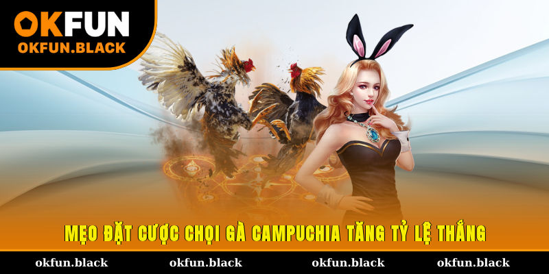Mẹo đặt cược chọi gà Campuchia tăng tỷ lệ thắng