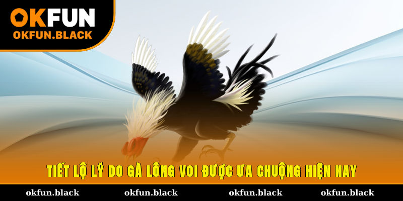 Tiết lộ lý do gà lông voi được ưa chuộng hiện nay