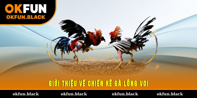 Giới thiệu về chiến kê gà lông voi